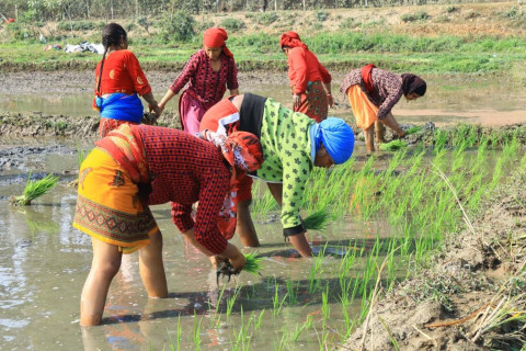 नेपालमा कृषक परिवार बढे, कृषि कार्य हुने जग्गा घट्यो